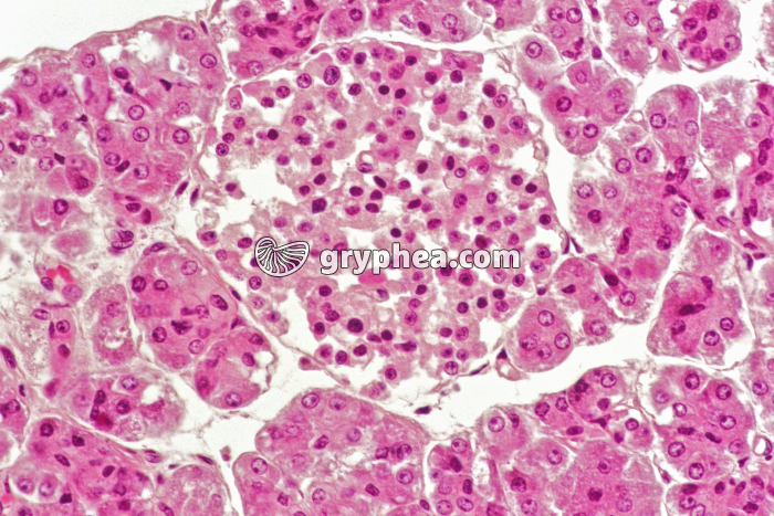 Pancréas diabétique x100 - gryphea.org